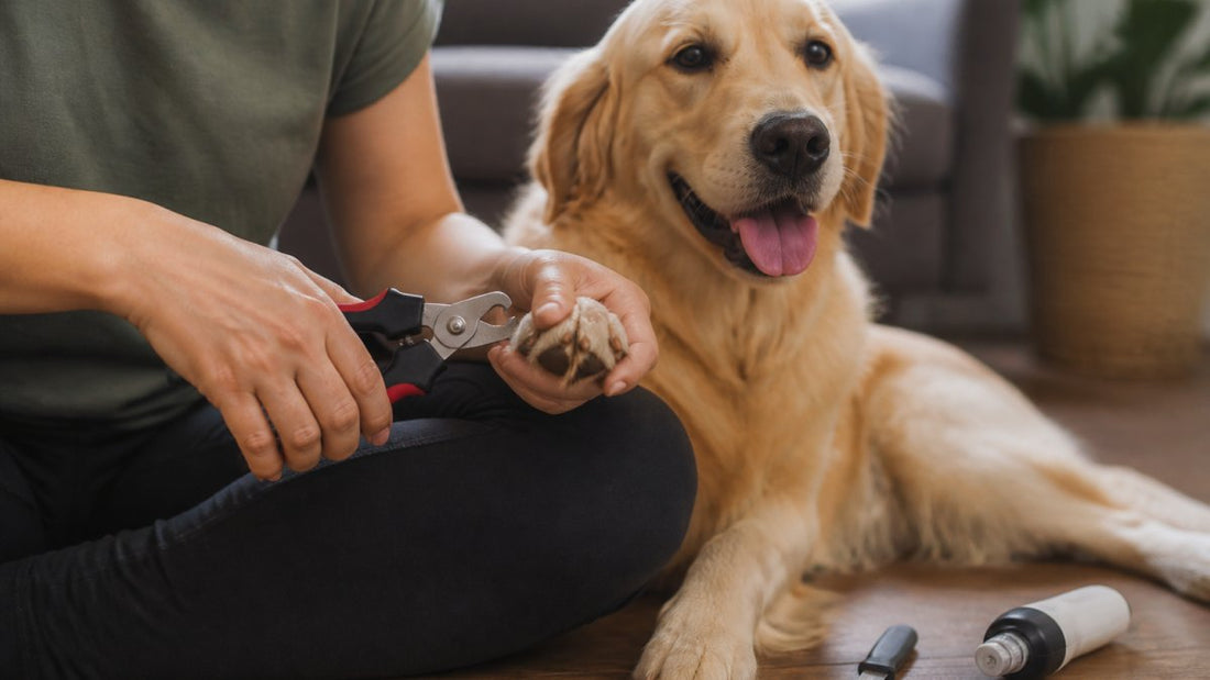 How to Safely Trim Dog Nails at Home: 7 Steps